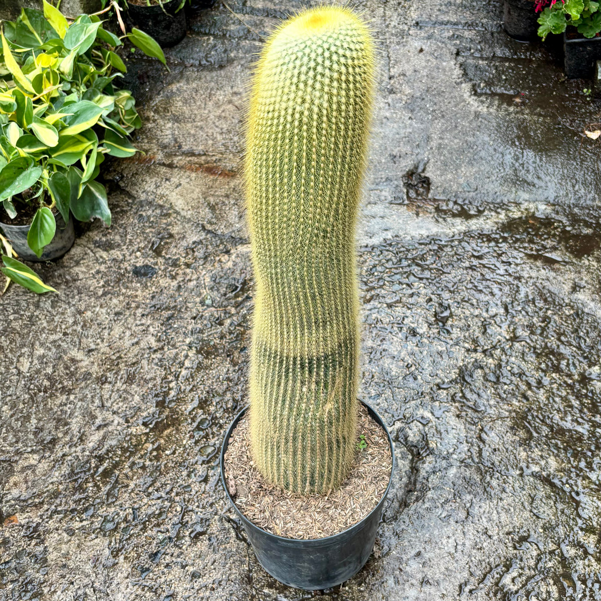 Cactus Golden