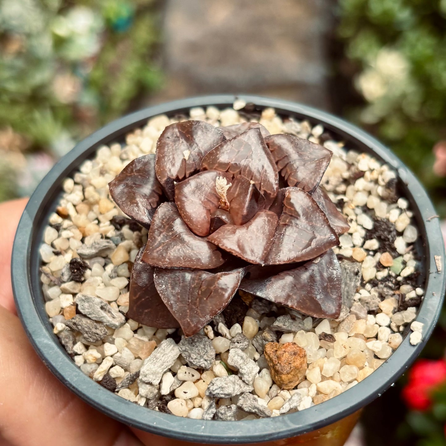 Suculenta Haworthia Bayeri
