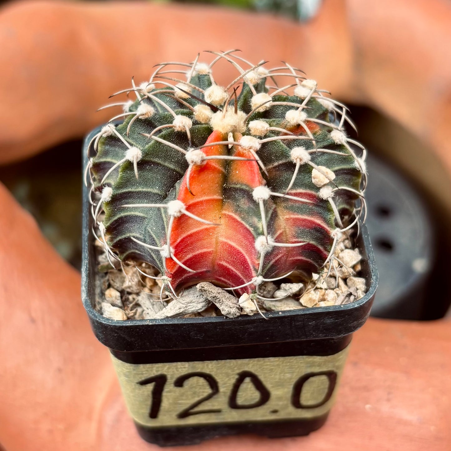 Cactus Gymnocalycium Friedrichii Variegado