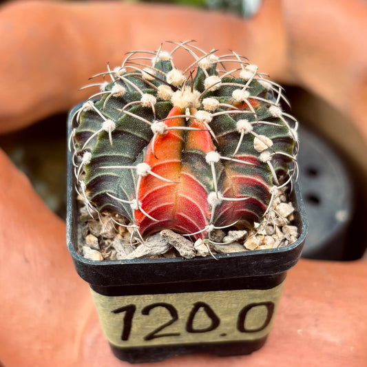 Cactus Gymnocalycium Friedrichii Variegado