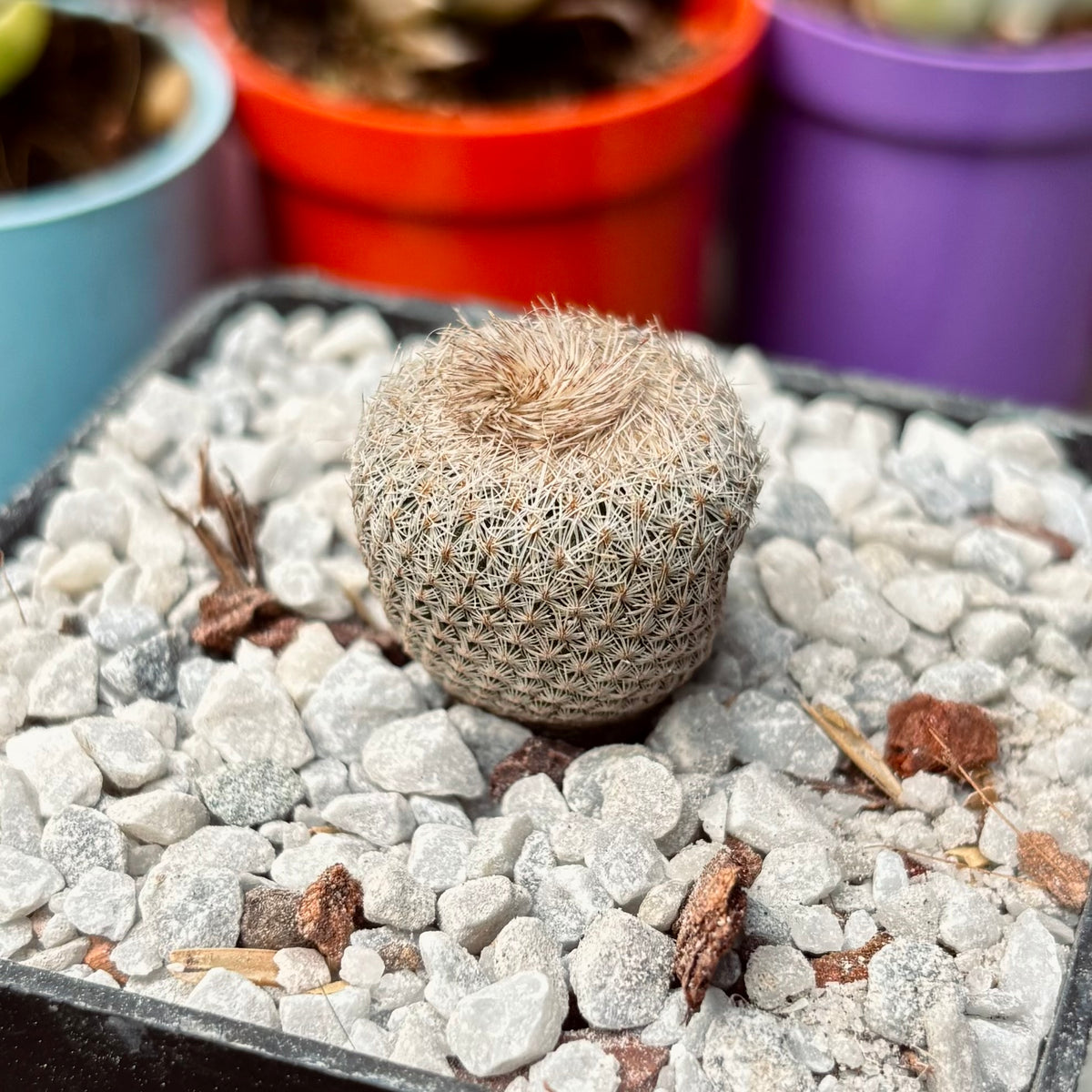 Cactus Epithelantha Micromeris