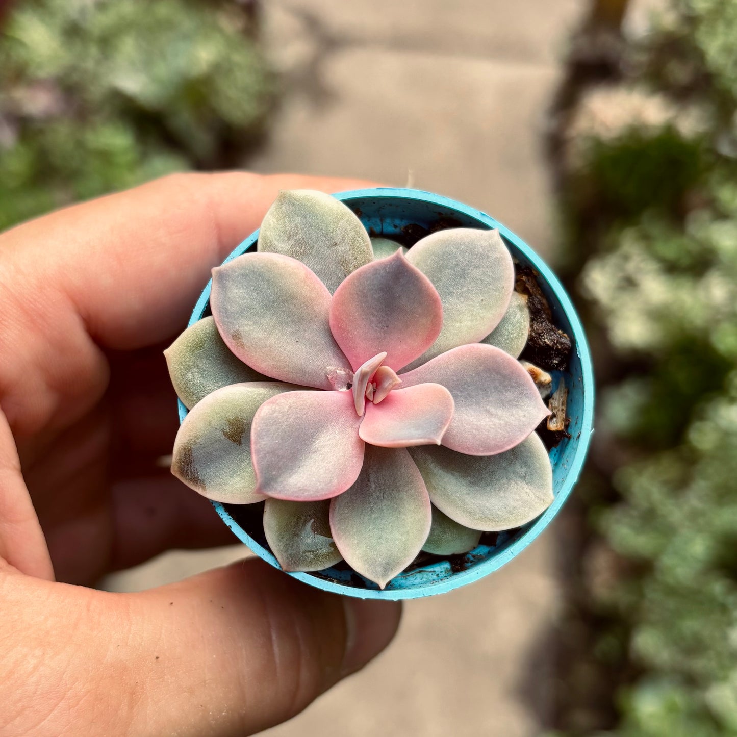 Suculenta Echeveria Rainbow