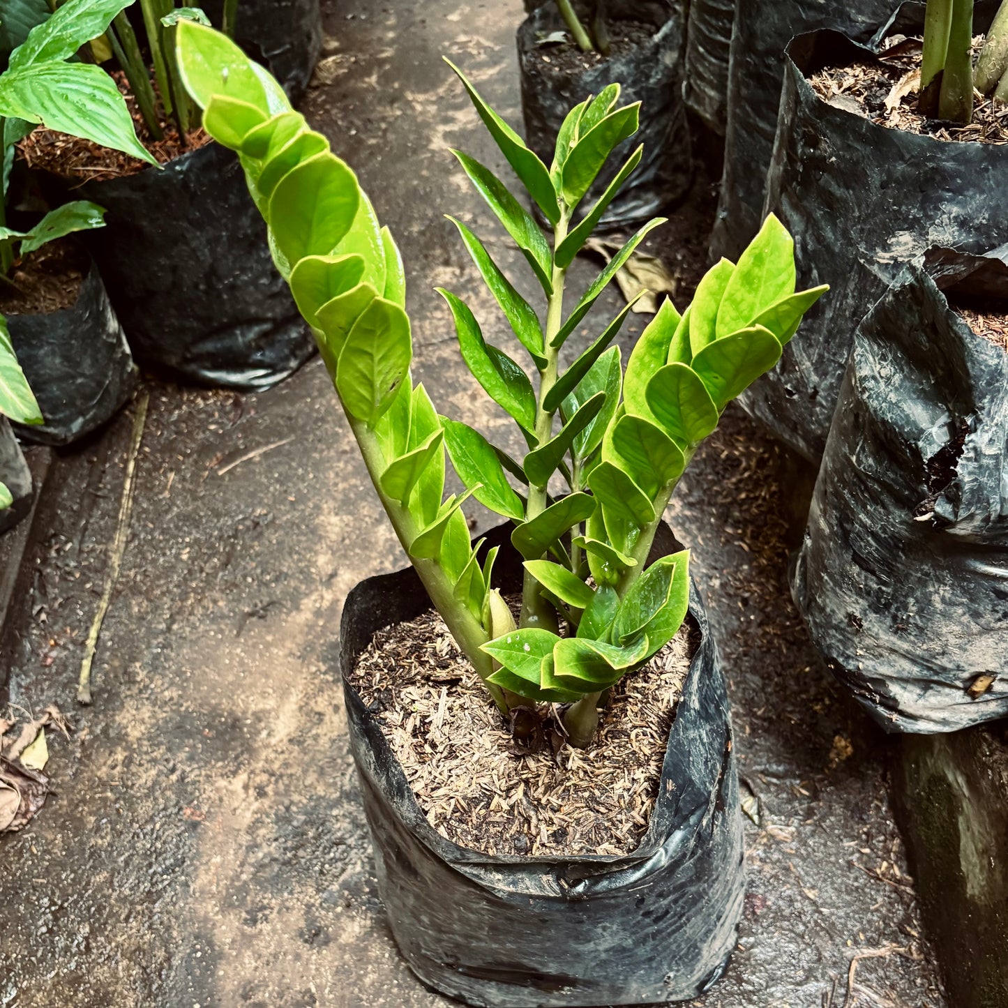 Zamioculca Zamiifolia