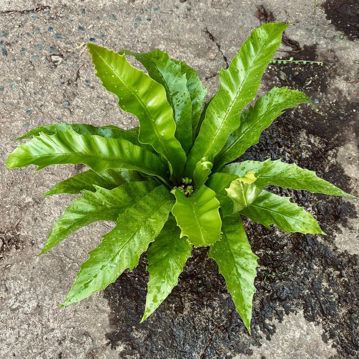 Asplenium Nidus “Helecho Nido De Ave”