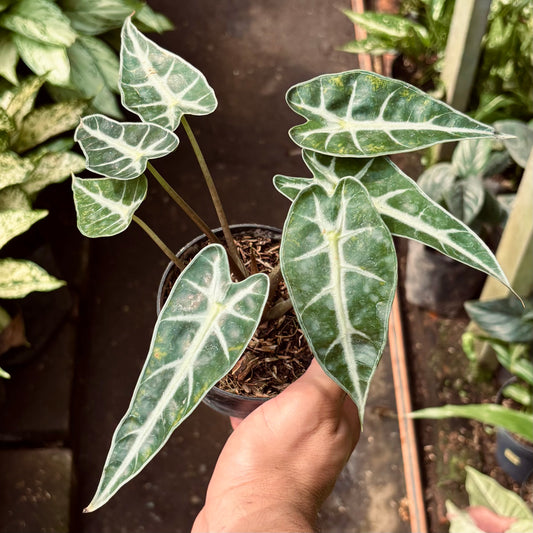 Alocasia Bambino
