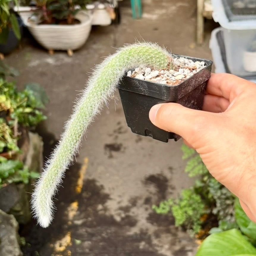Cleistocactus Colademononis-Cactus Cola de Mono