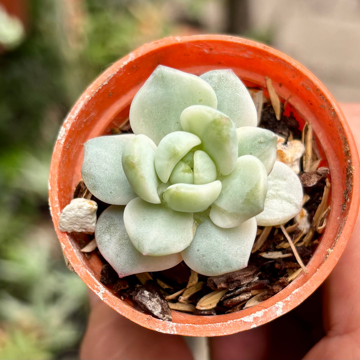 Suculenta Sedeveria Vanilla Bis Variegada