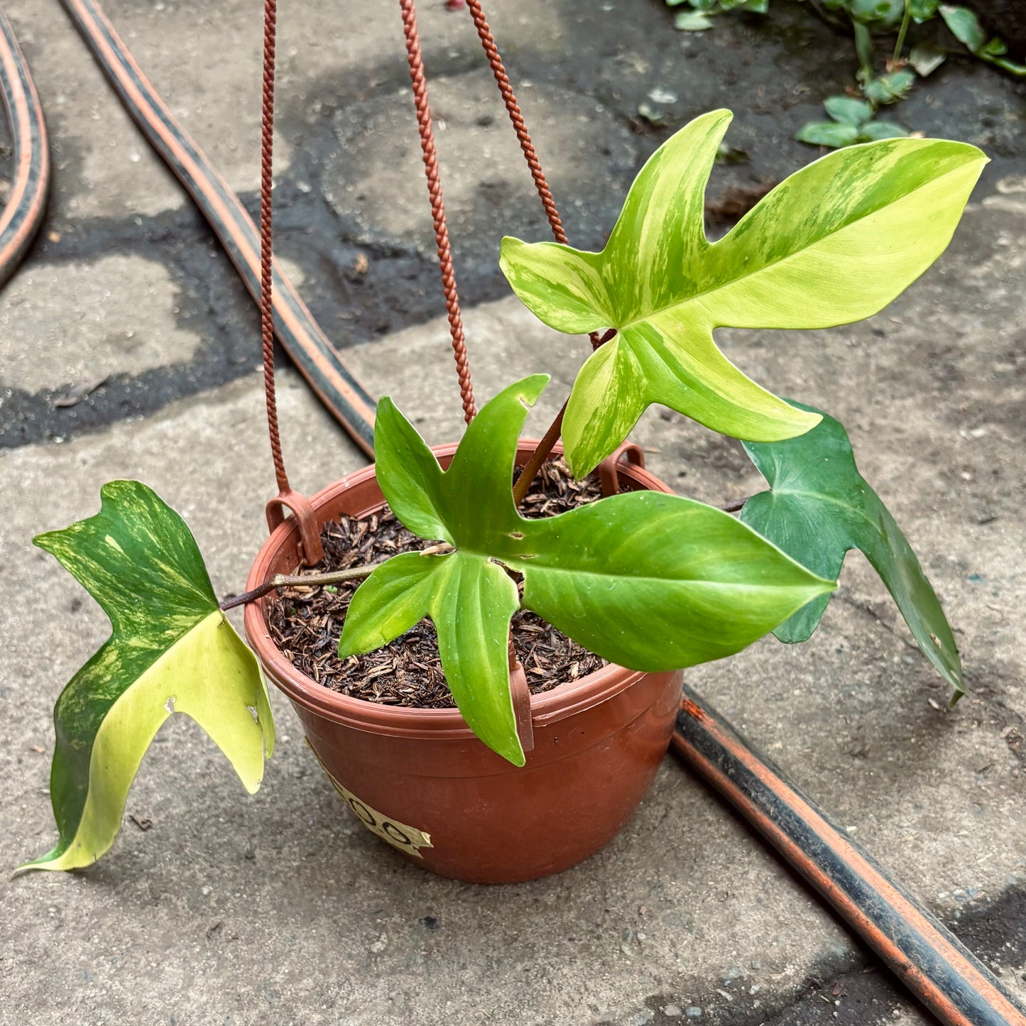 Filodendro Florida Beauty Variegado