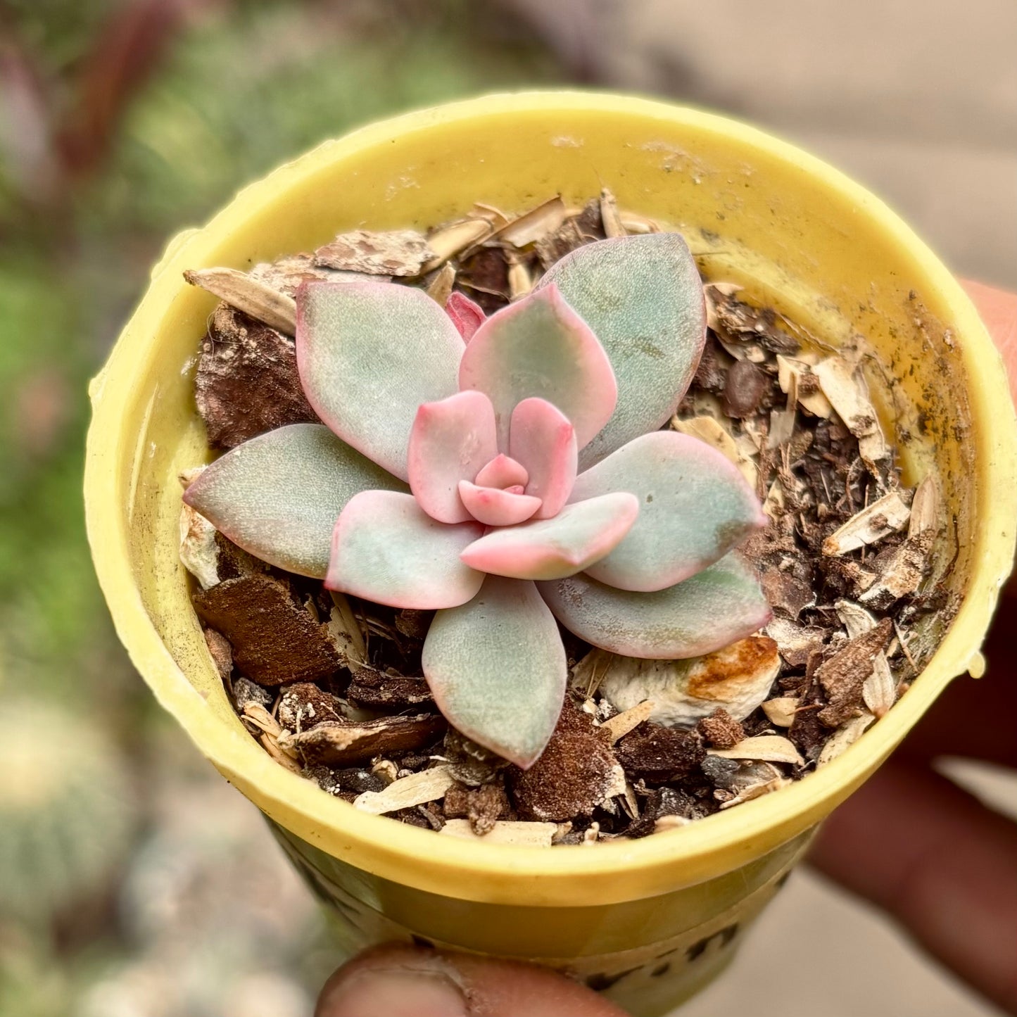 Suculenta Echeveria Pink Harin Variegada