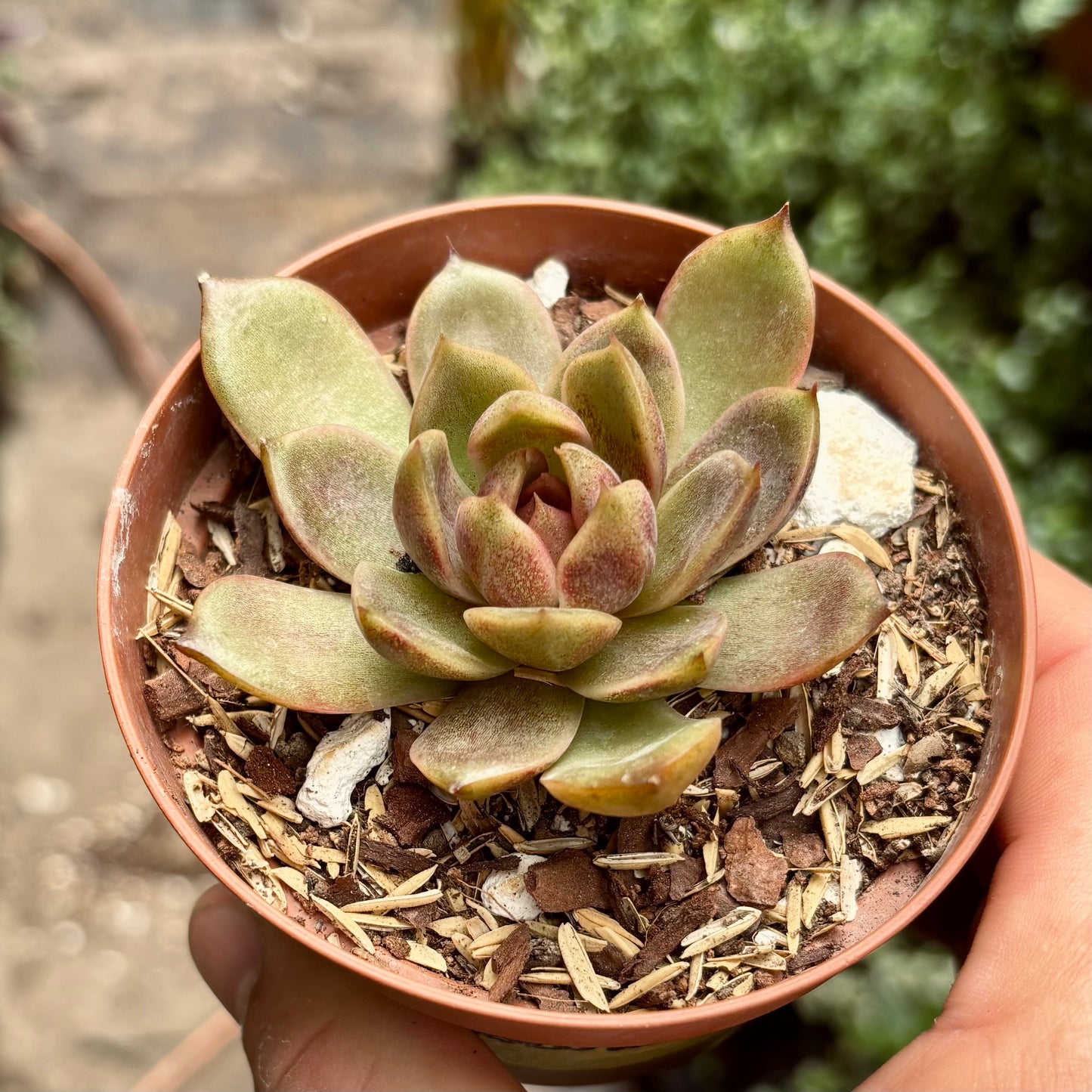 Suculenta Echeveria Chocolate Mousse
