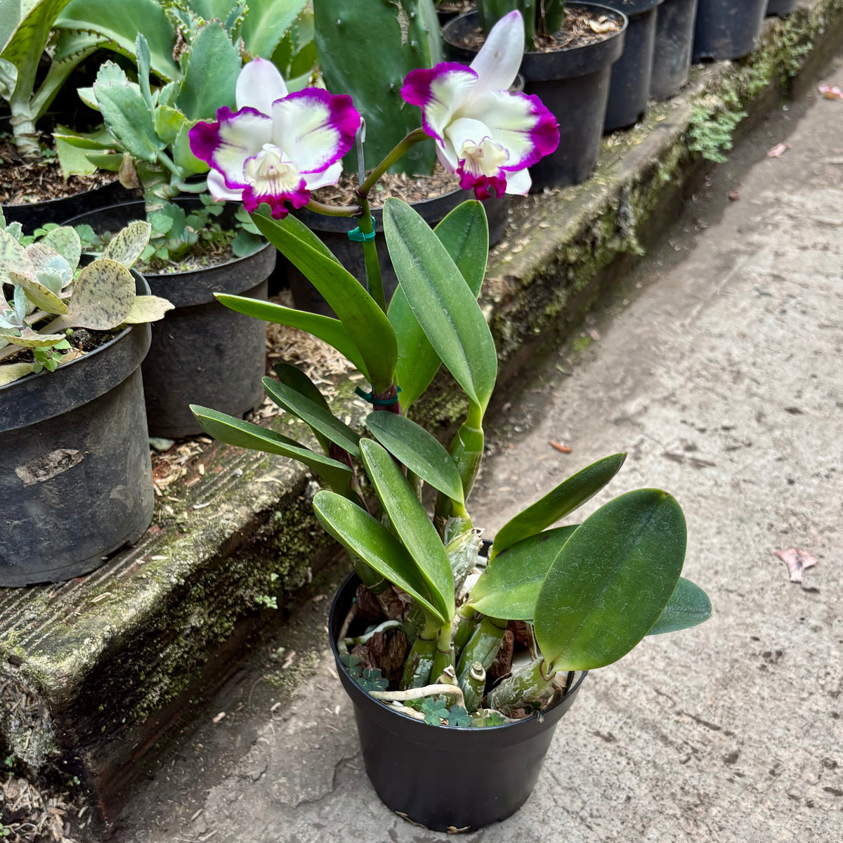 Orquídea Cattleya Haw Yuan Angel