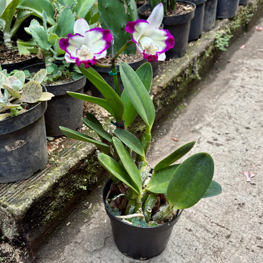 Orquídea Cattleya Haw Yuan Angel