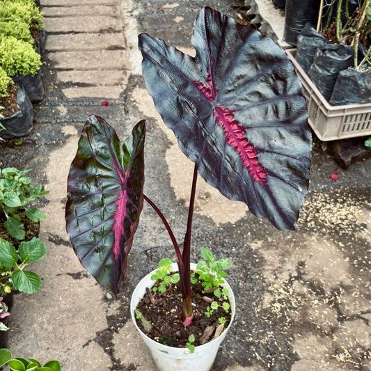 Colocasia Redemption