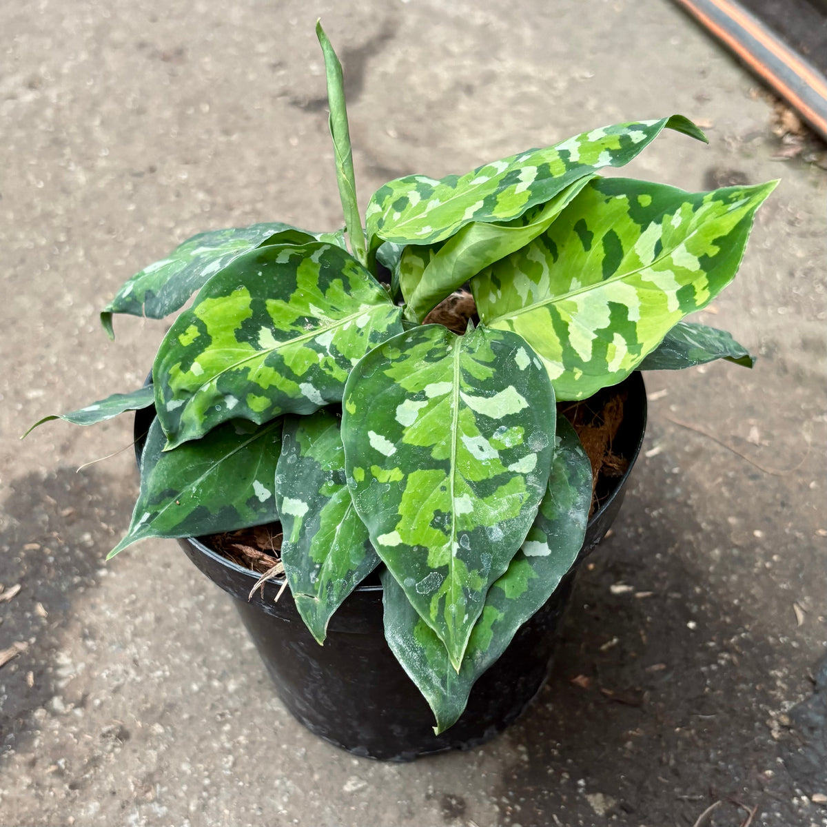 Aglaonema Pictum Tricolor