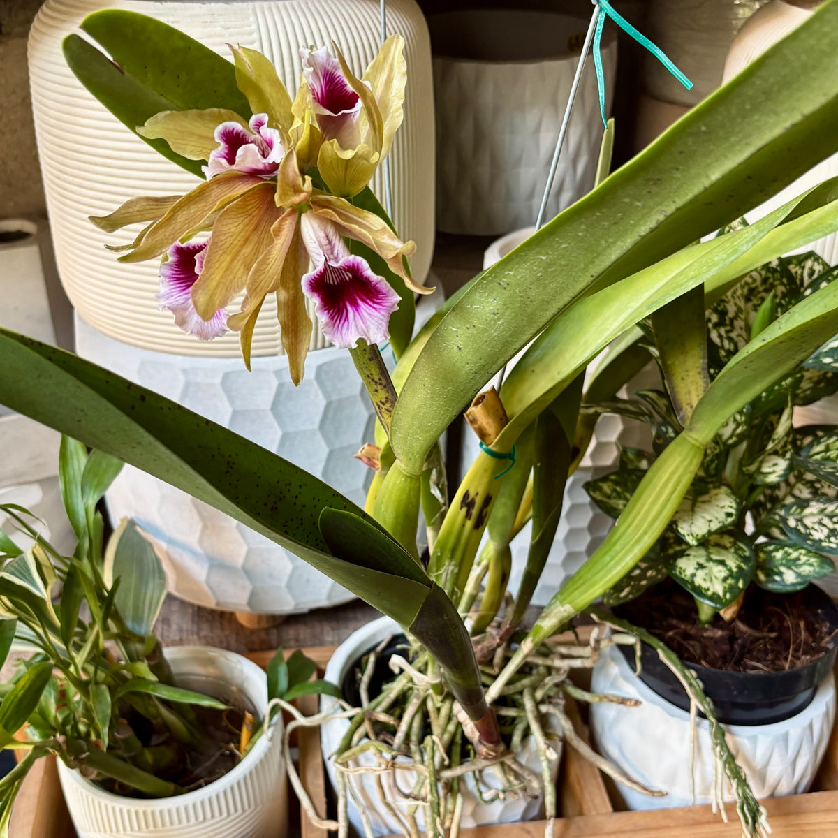 Orquidea Cattleya Híbrida