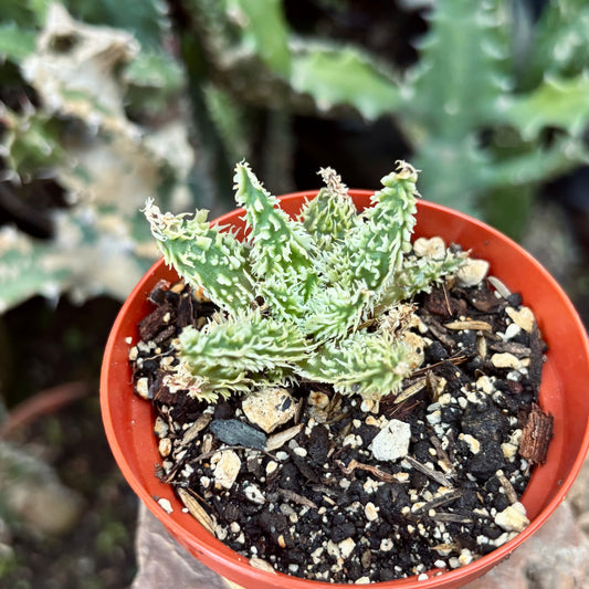 Suculenta Haworthia Híbrida