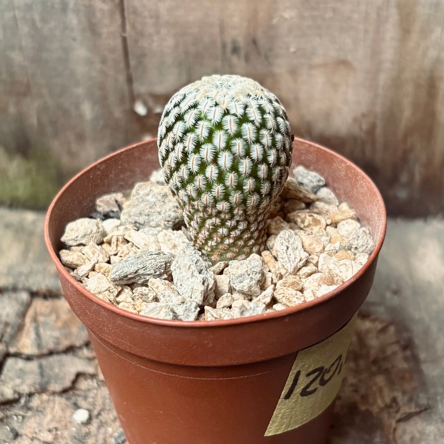 Cactus Mammillaria Pectinifera
