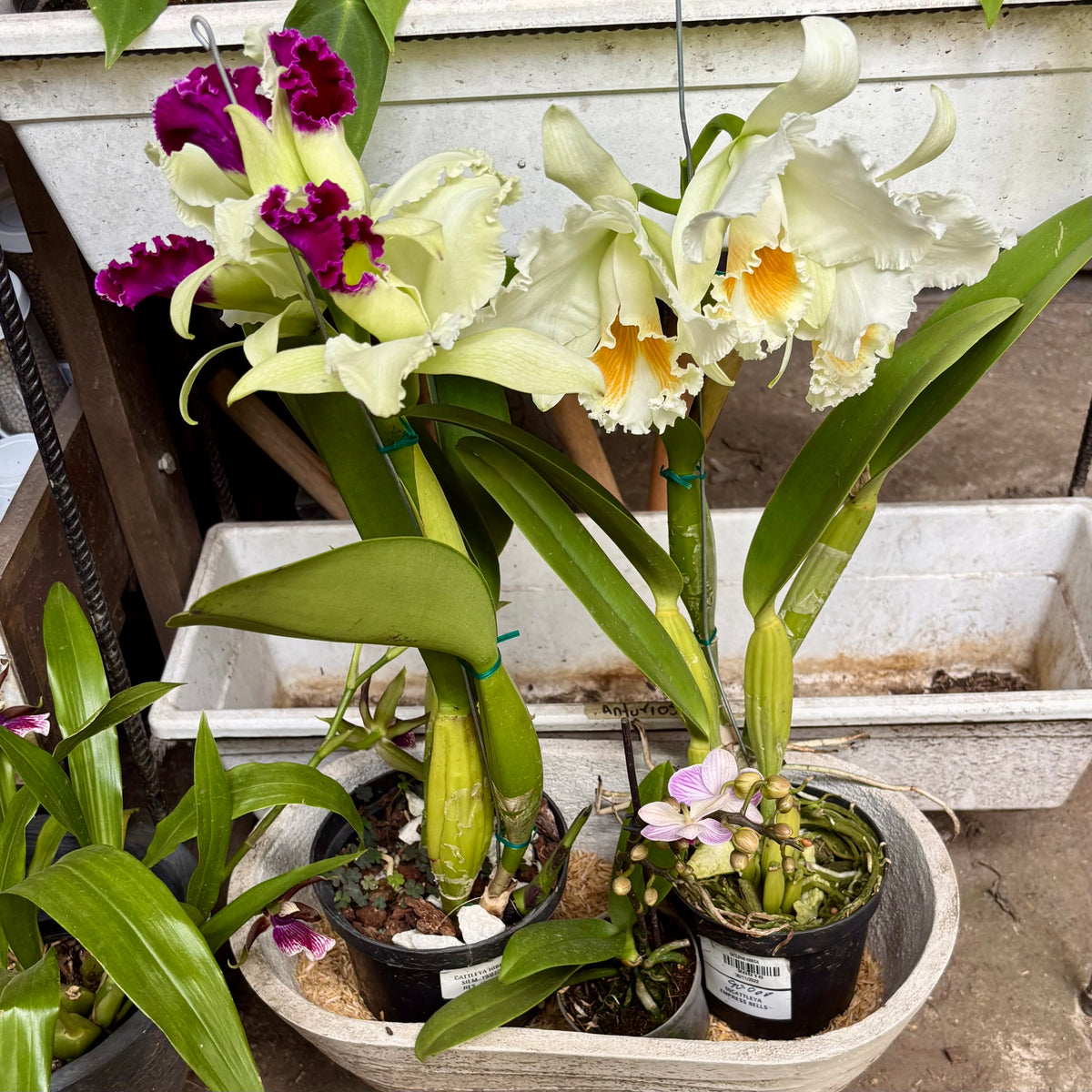 Orquidea Cattleya Híbrida