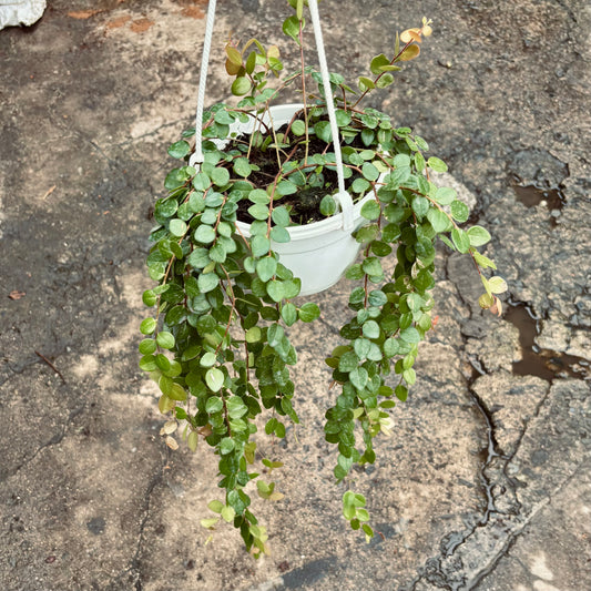 Sphyrospermum Buxifolium “Planta Perla”