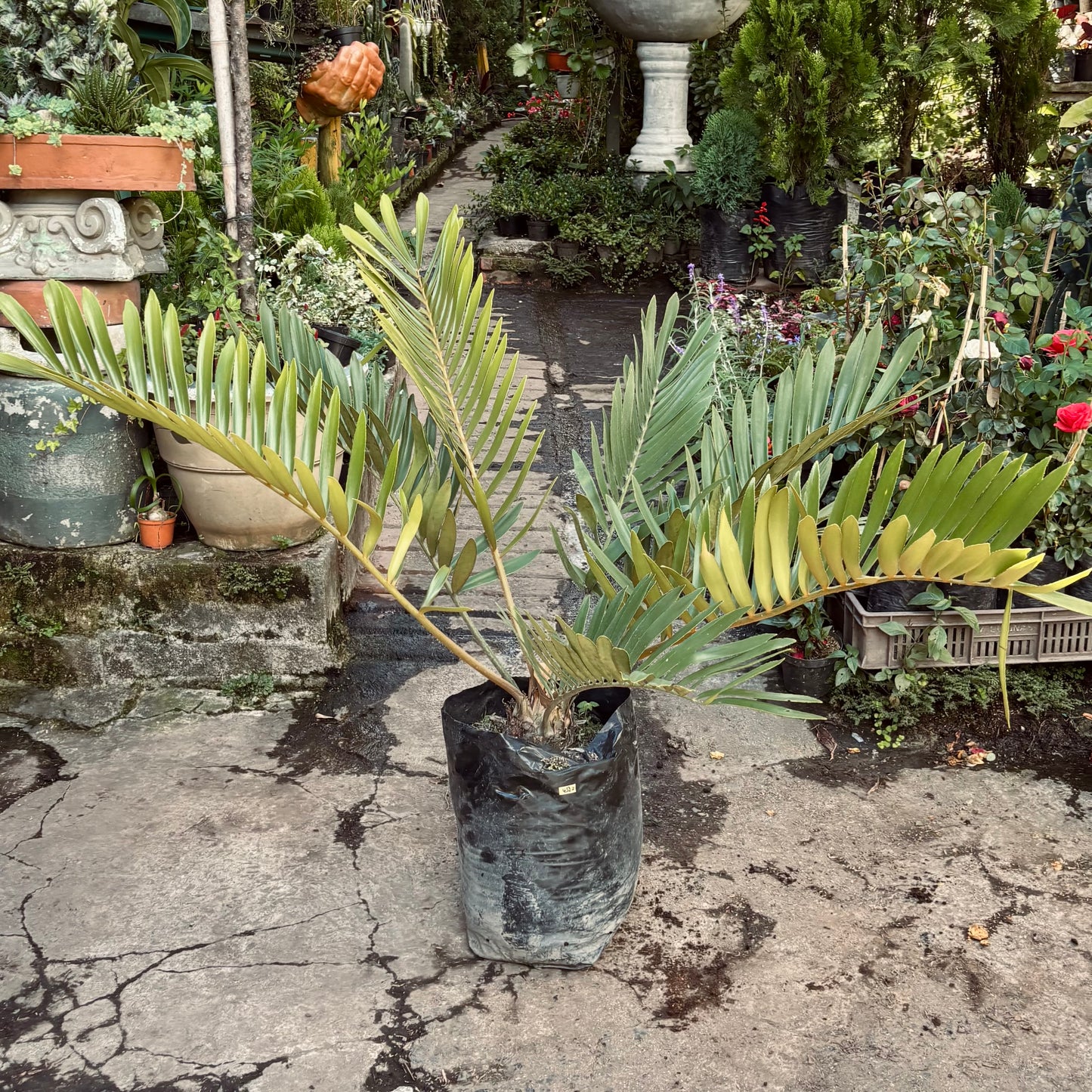 Zamia Furfuracea