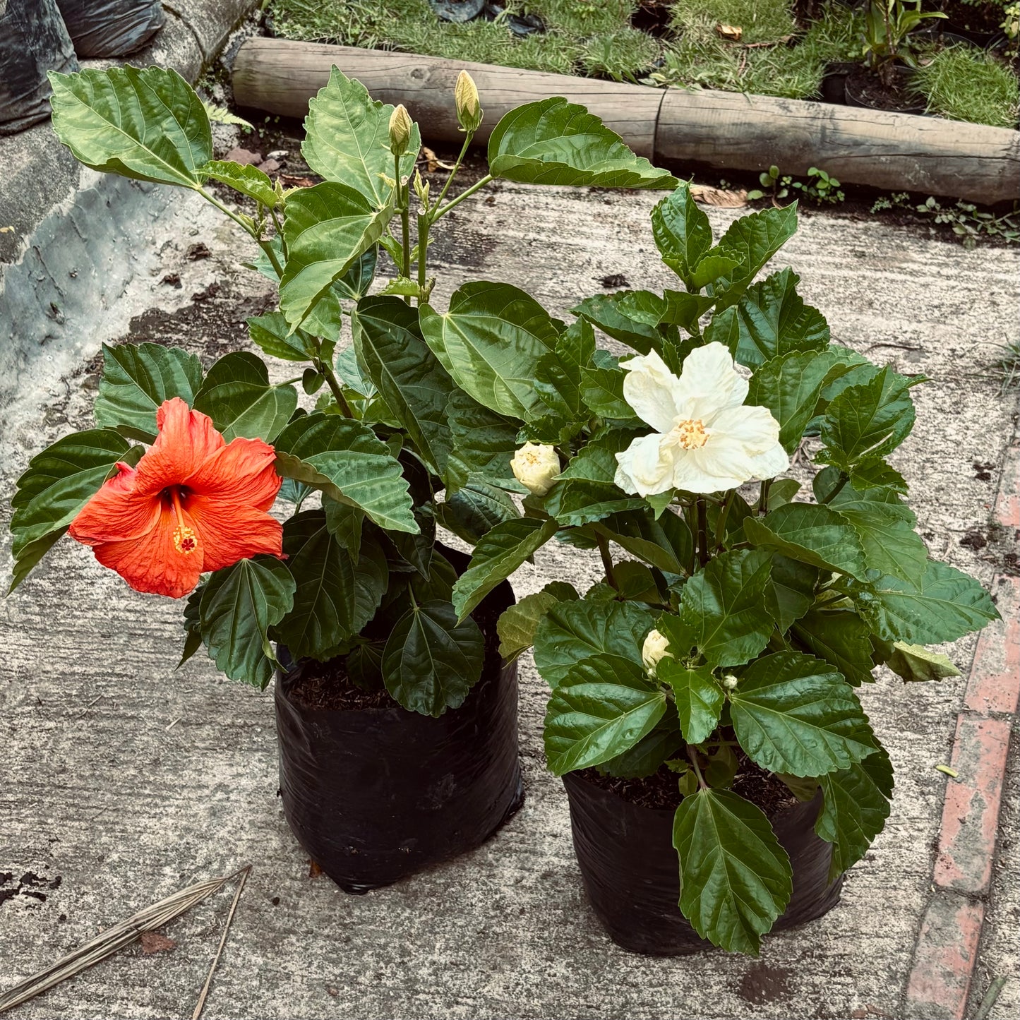 Hibiscus rosa-sinensis “San Joaquin”