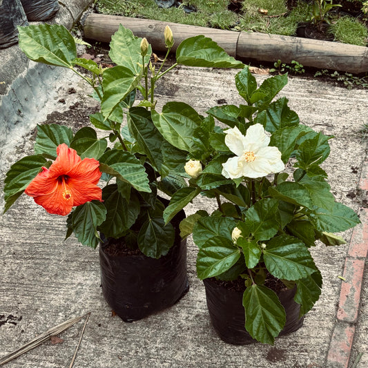 Hibiscus rosa-sinensis “San Joaquin”