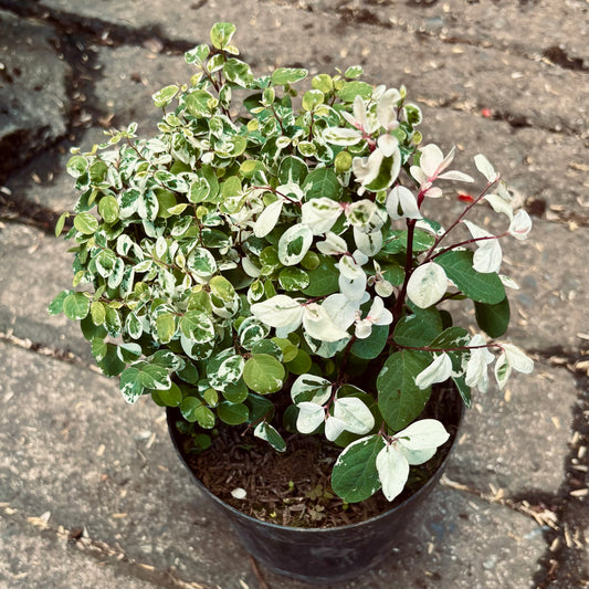 Breynia Disticha “Nevado”