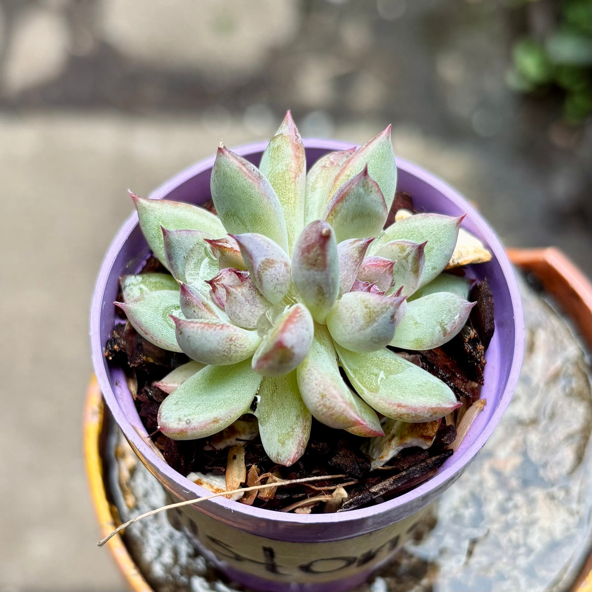 Suculenta Echeveria Gemstone