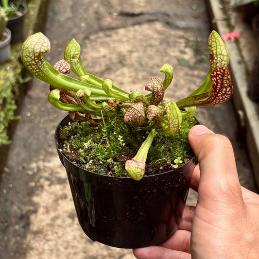 Carnívora Sarracenia Scarlet Belle