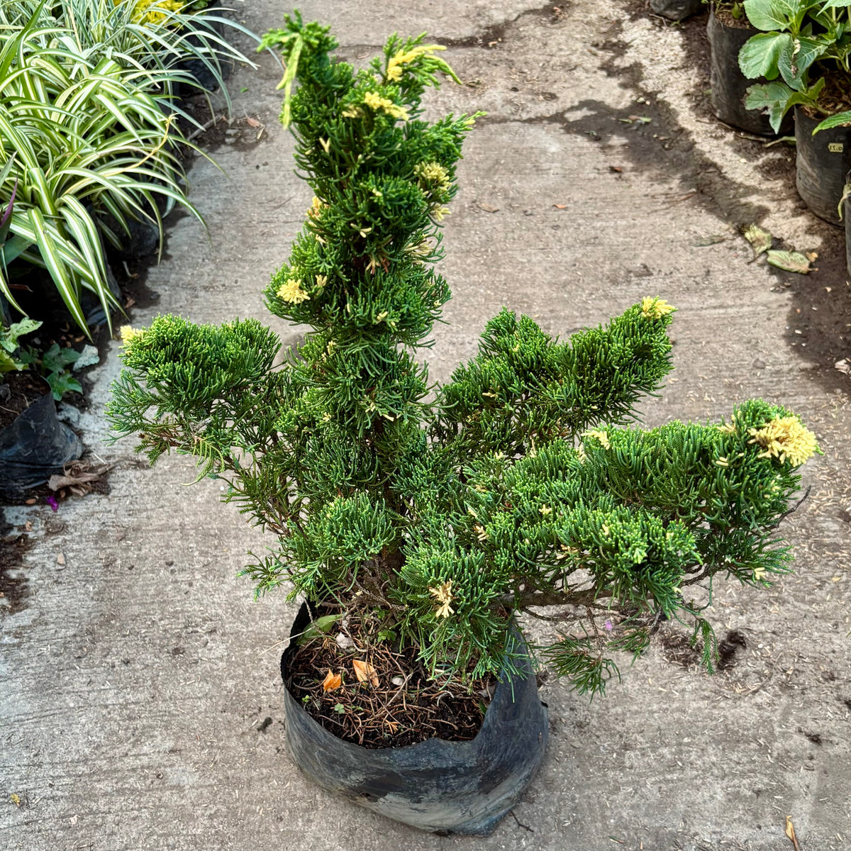 Juniperus Chinensis “Pino San Jose” Variegado