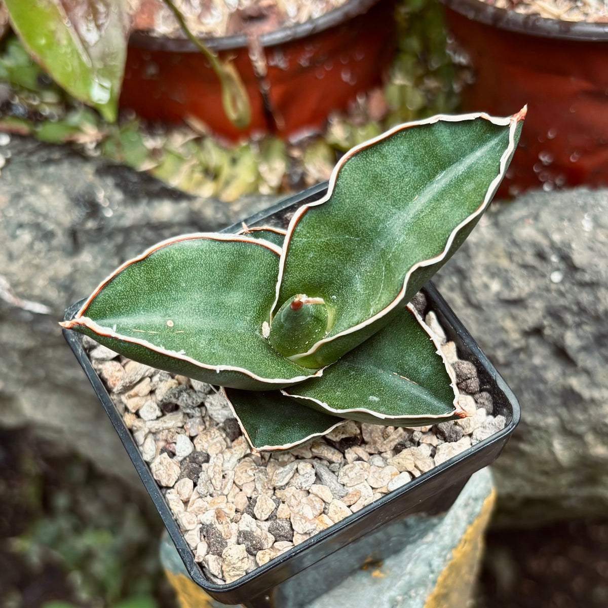 Dracaena Hanningtonii Samurai Dwarf