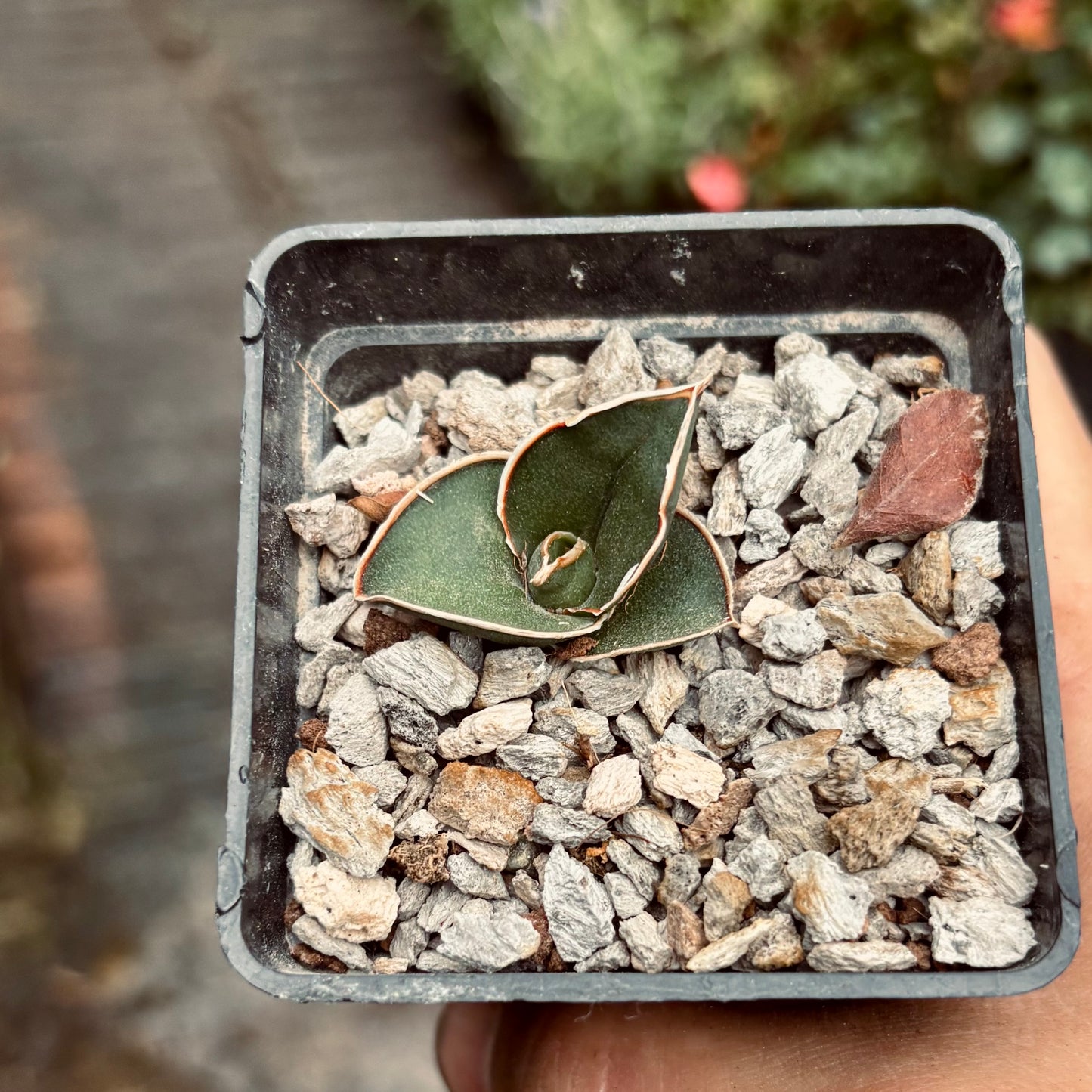 Dracaena Hanningtonii Samurai Dwarf
