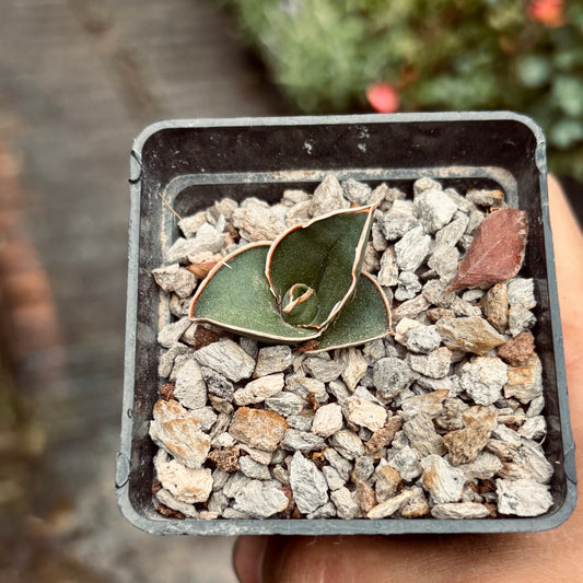 Dracaena Hanningtonii Samurai Dwarf