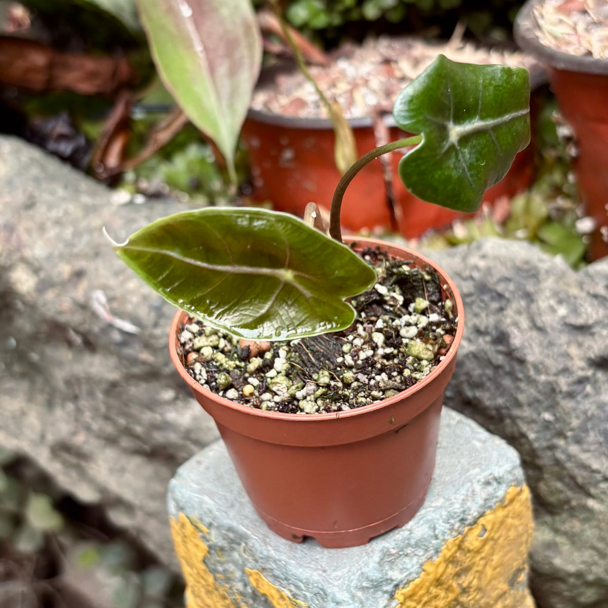 Alocasia Longiloba Suhirmaniana Purple Vein