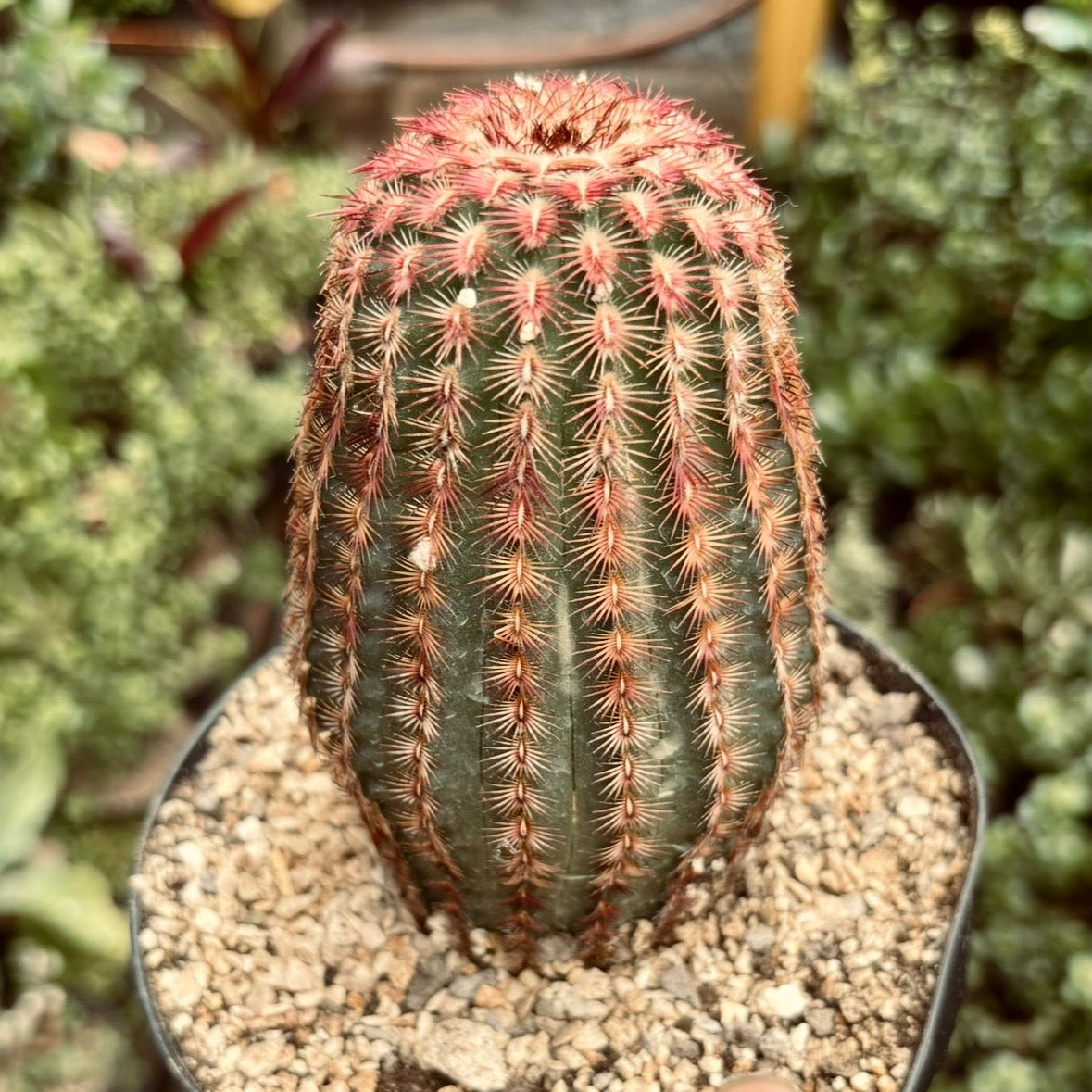 Cactus Echinocereus Rigidissimus