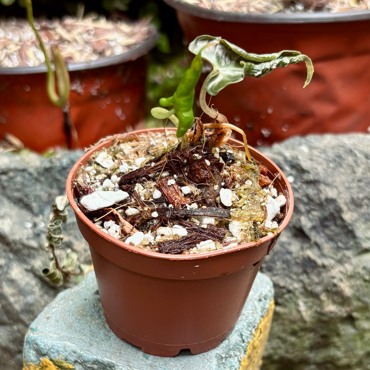 Alocasia Loco