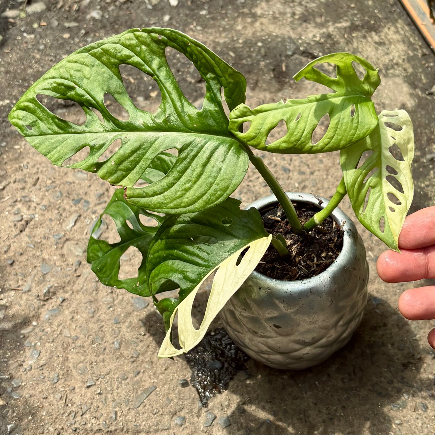 Monstera Adansonii Albo Variegada