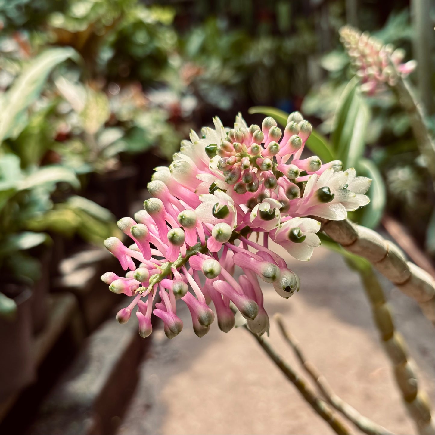 Orquídea Dendrobium Smillieae