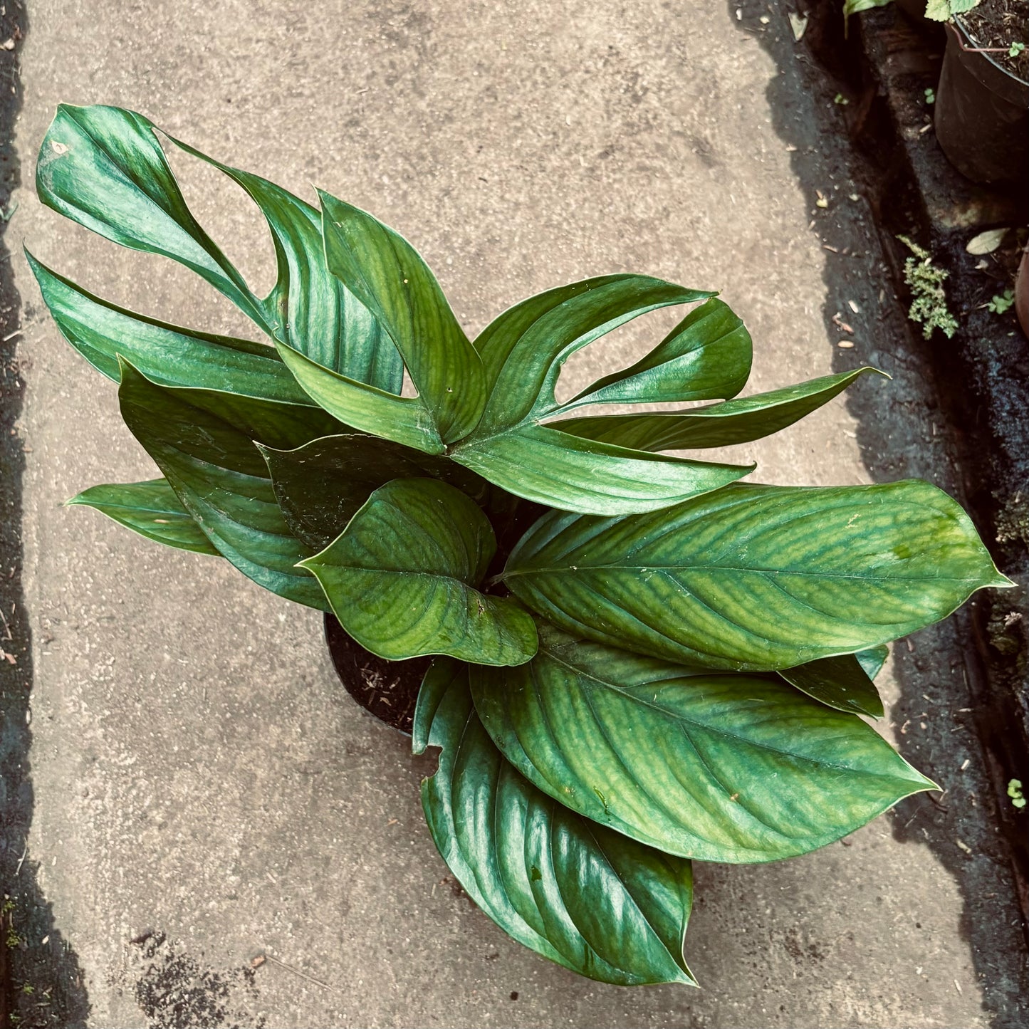 Monstera Pinnatipartita “Miami negro”