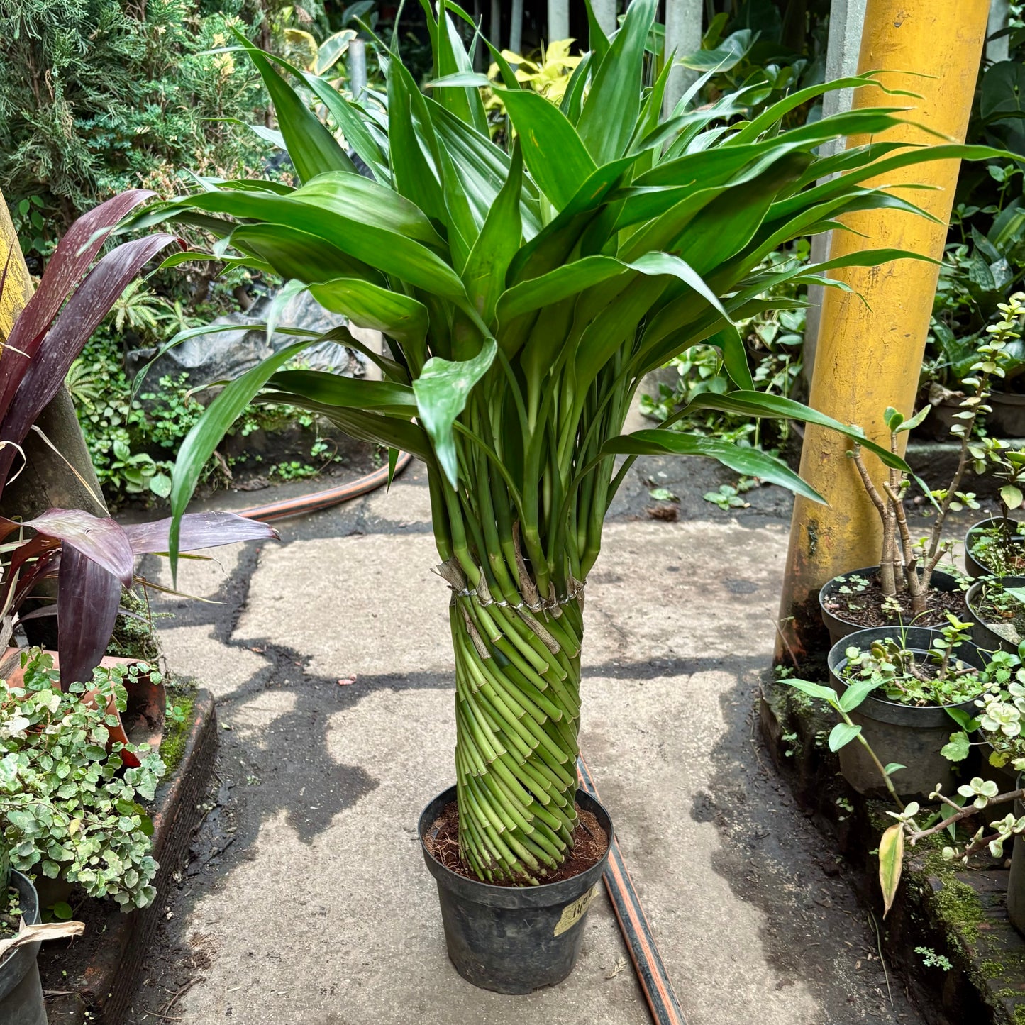 Dracaena Sanderiana “Lucky Bambú” Trenzada Compacta