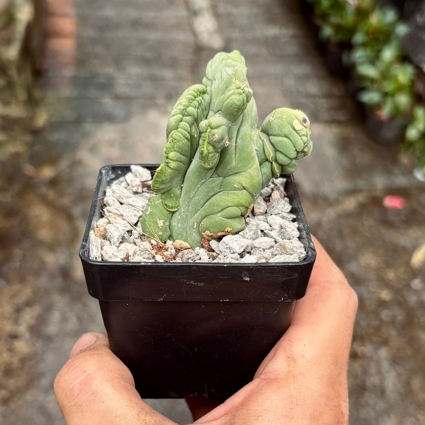 Cactus Garambullo Crestado