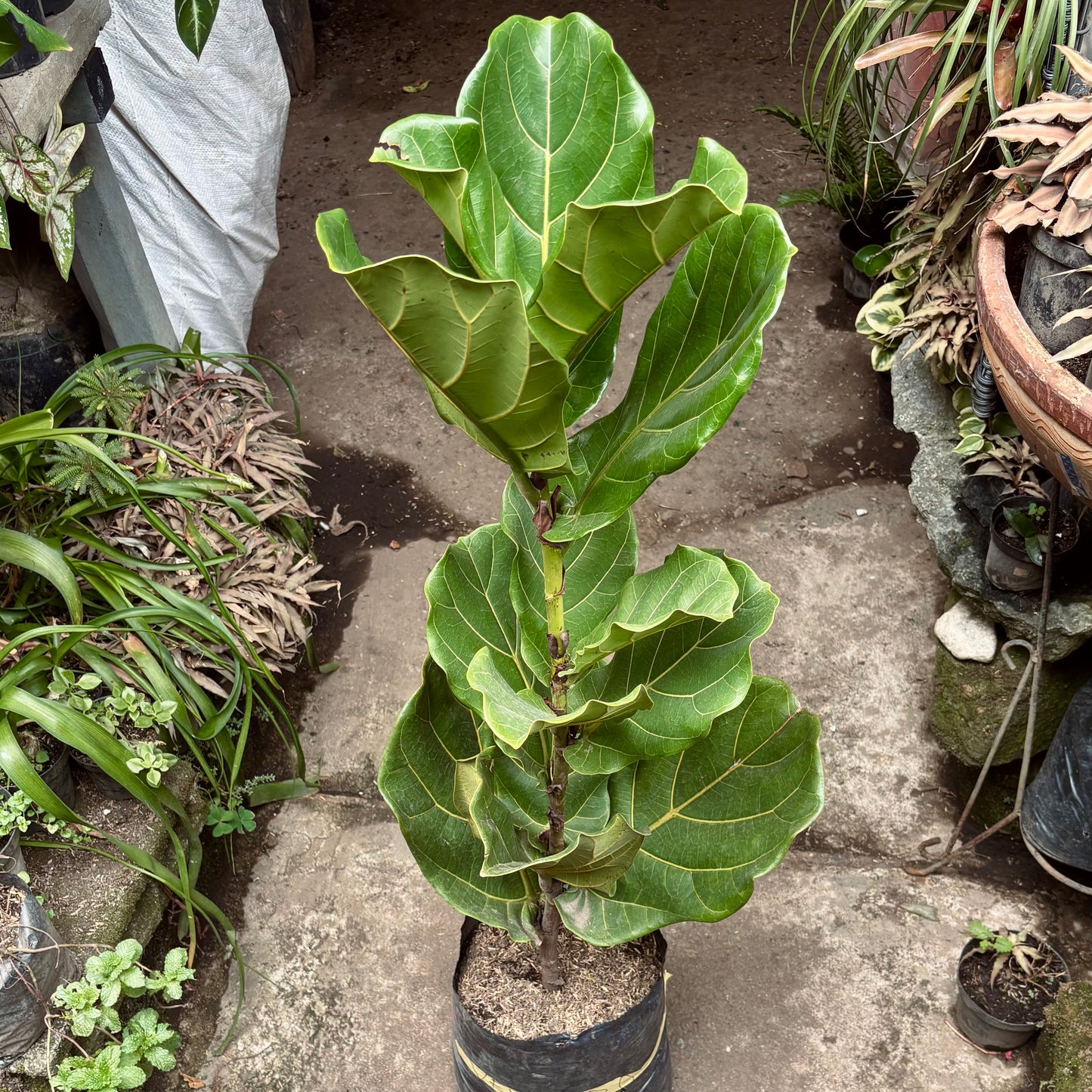 Ficus Lyrata “Pandurata”