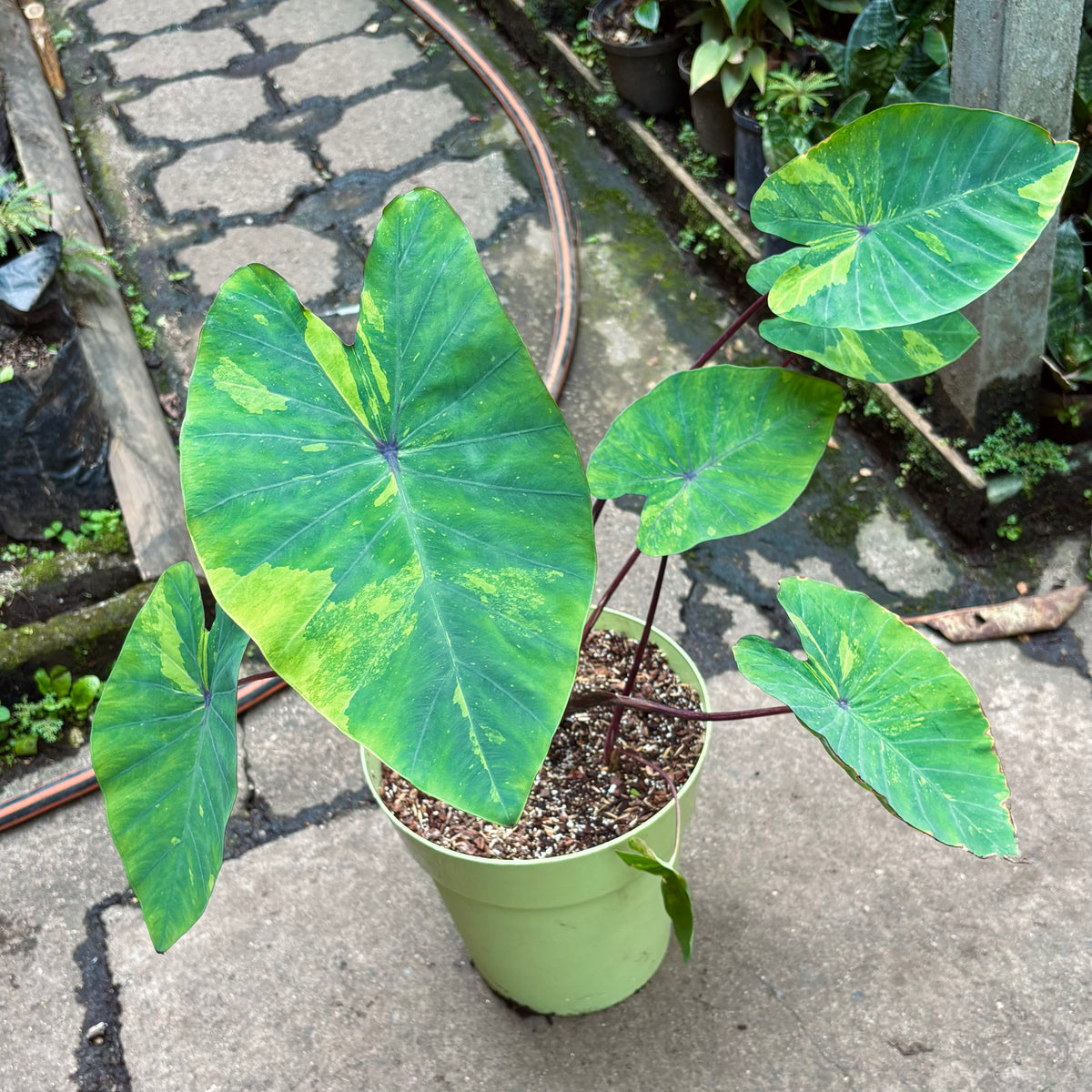 Colocasia Lemon Lime Gecko