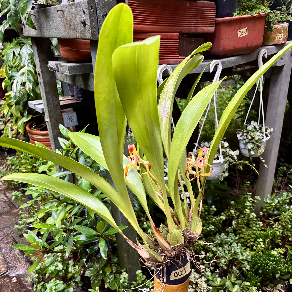 Orquídea Maxillaria Longipetala