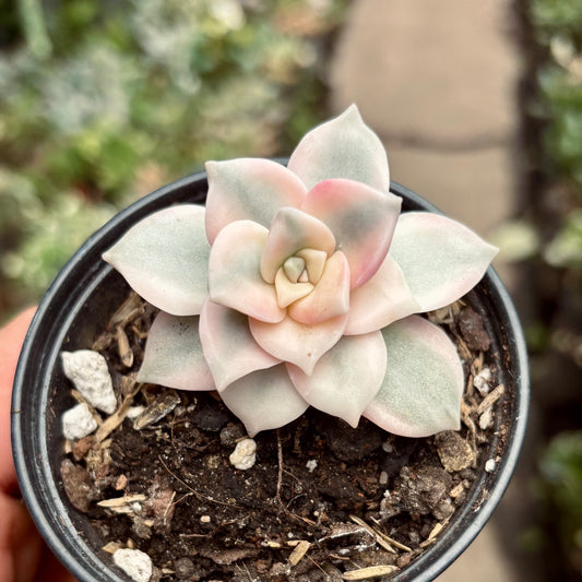 Suculenta Graptopetalum Purple Delight Variegada