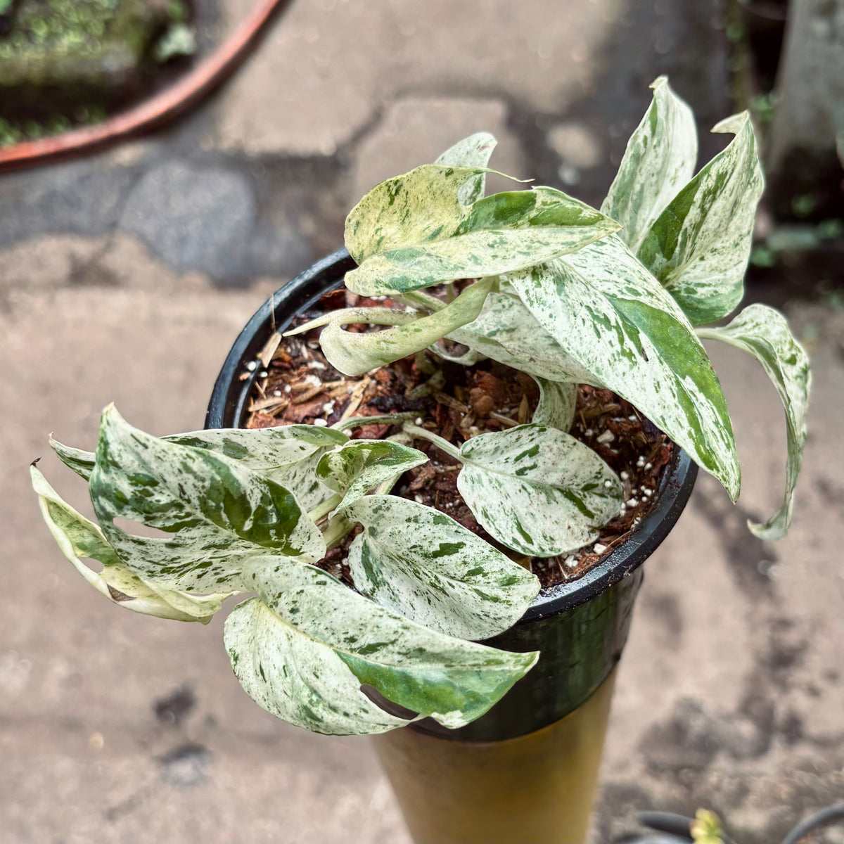 Epipremnum Pinnatum Marble Variegado