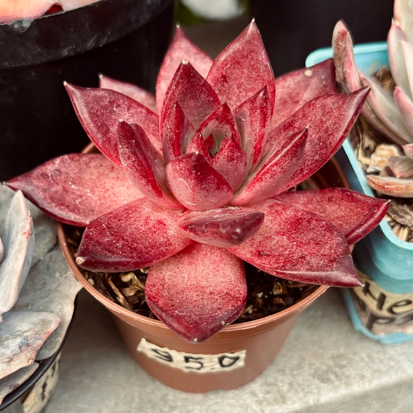 Suculenta Echeveria Agavoides Romeo Rubin Importada
