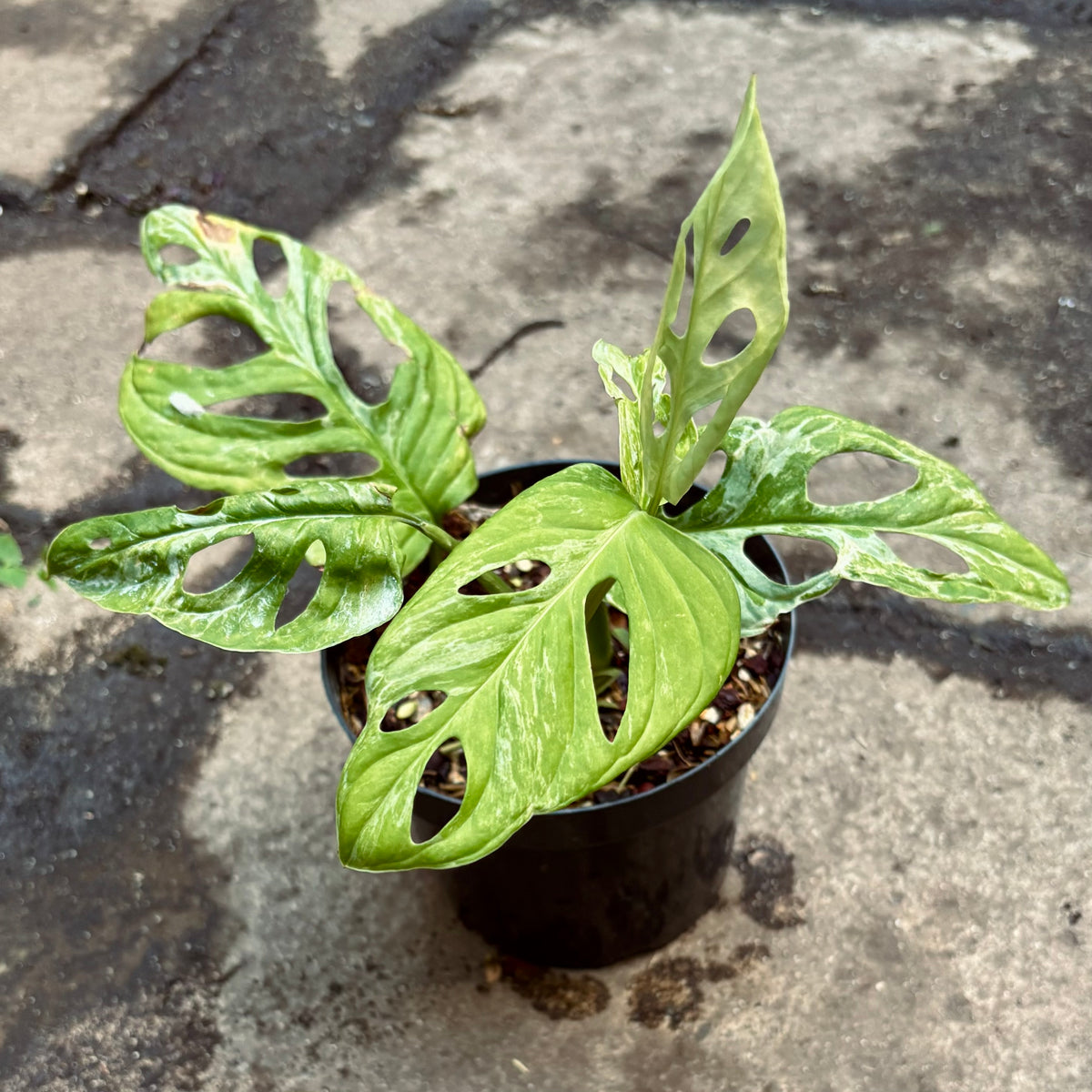 Monstera Adansonii Indonesian Marble “Mármol” Variegada