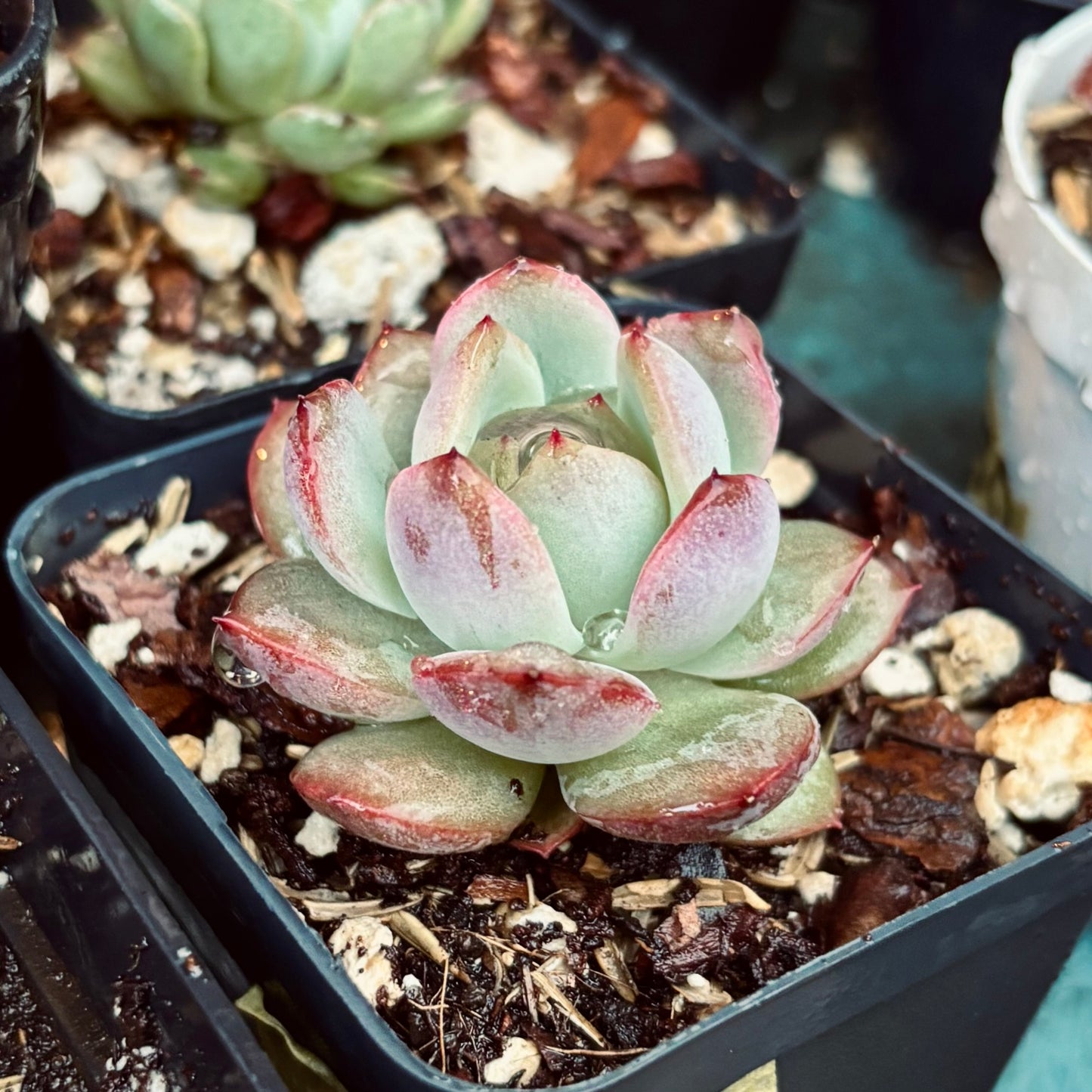 Suculenta Echeveria Odette