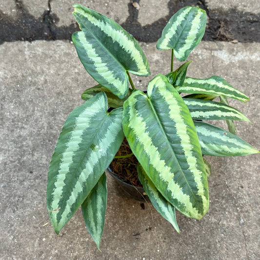 Schismatoglottis Wallichii